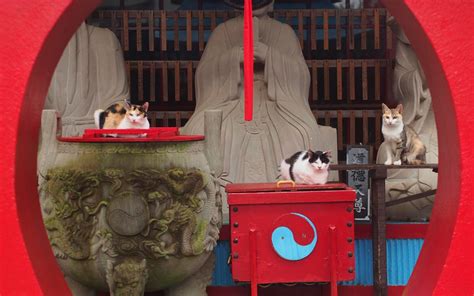 Temple Cats NetBet